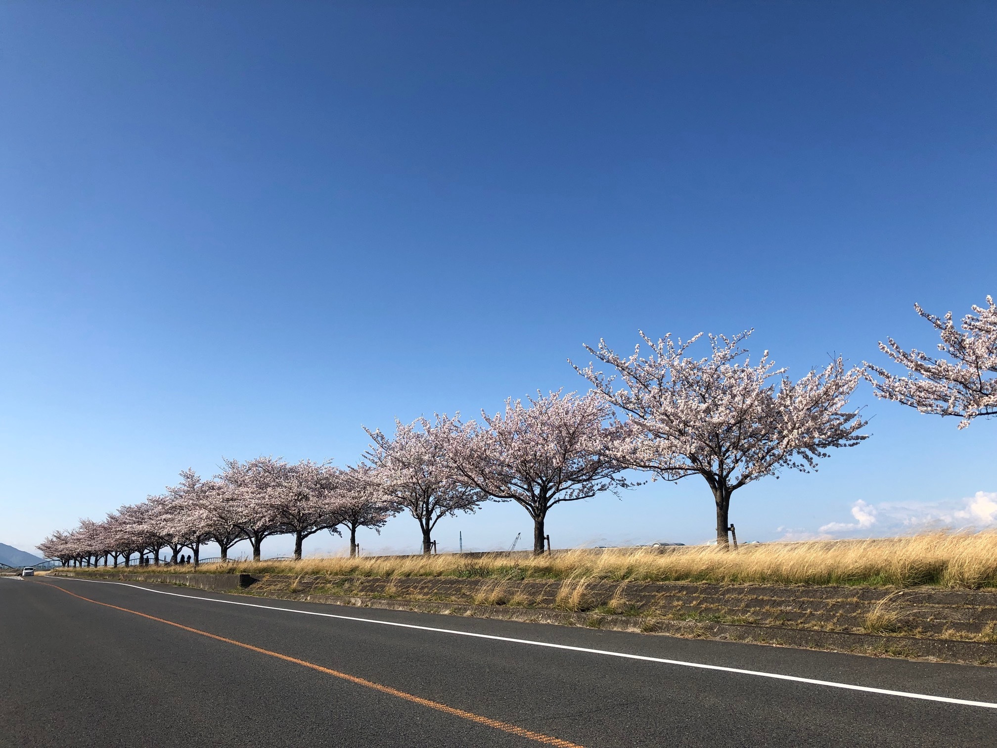 桜堤防の満開の桜