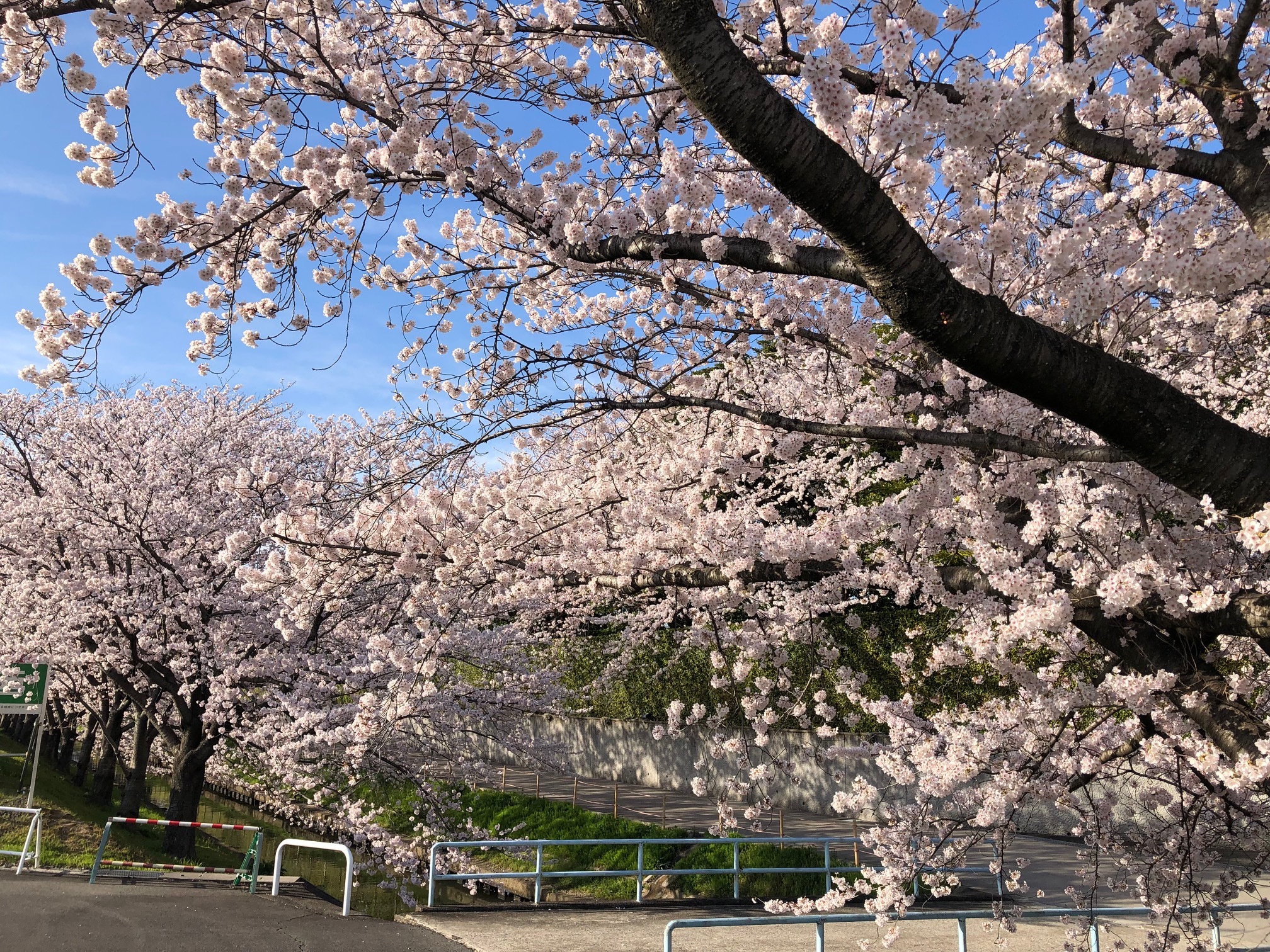 満開の桜