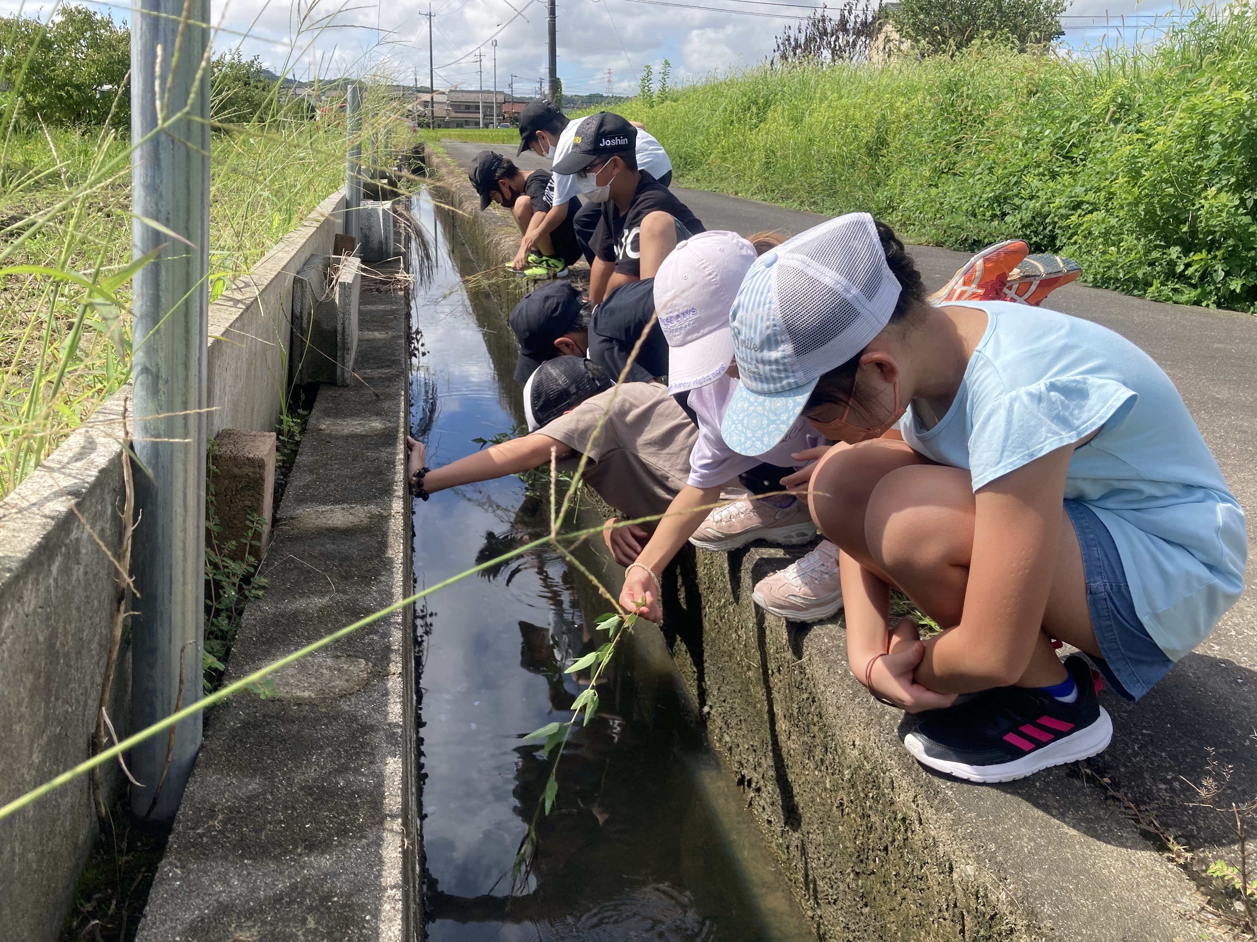 付近の用水路にはいろんな生き物がいっぱい。みんなで探します。